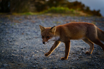 高山に住むかわいい野生のキツネ（奈良県吉野郡上北山村　大台ヶ原山）
