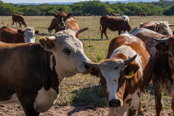 Naklejka na ściany i meble cows on the farm