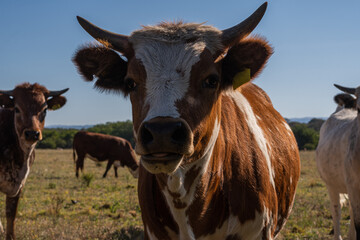 cow and calf argentina cordoba 