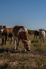 cows in the field cordoba argentina 