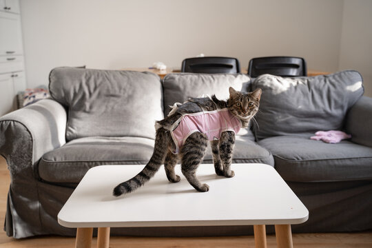 Cat with bandage after sterilisation. Home pet castration. Recovery after vet surgery 