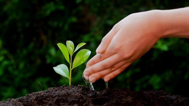 Hand of boy watering girl plant tree growing. Girl hand watering young plant over green background,seed planting