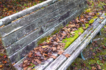 落ち葉のベンチ