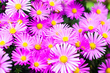 purple american aster flowers blooming in the garden in autumn