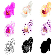 Orchid Phalaenopsis various colours natural, outline, silhouette,flower nine on a white background vintage vector editable illustration hand draw