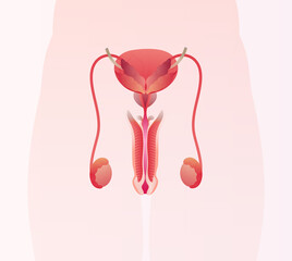 Anatomy of the Male Reproductive System.