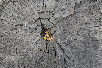 The texture of the stump of an old sawn tree. Pattern and annual rings of wood.