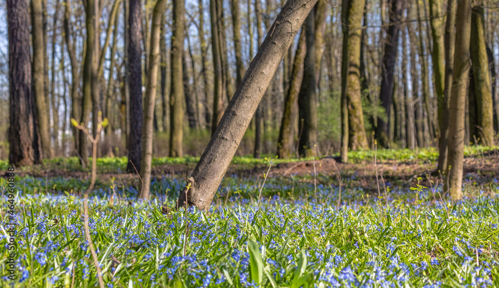 Canvas Prints small squills blue flowers in spring forest