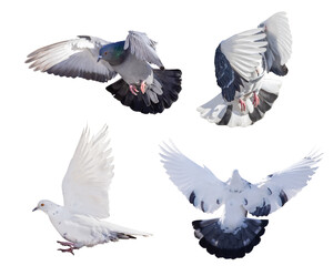 isolated four flying doves group
