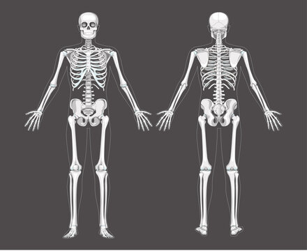 Set of Skeleton system Humans realistic diagram front back anterior posterior view. Flat grey scale colour Vector illustration of anatomy isolated on dark background concept medical infographic banner