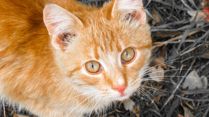 Fototapeta na wymiar Little red cat looking at you