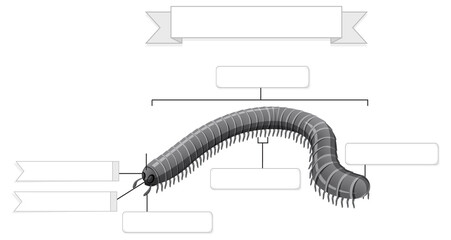 External Anatomy of  millipede worksheet