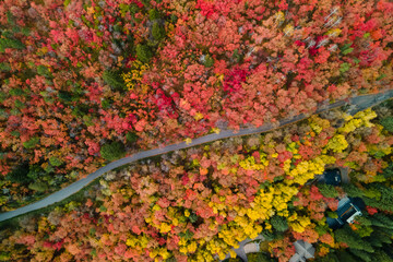 Aerial view of colorful fall foliage at Mt Timpanogos wilderness area along Alpine loop in Utah