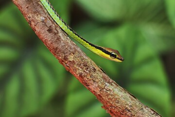 Rope snakes or slapped snakes are a group of tree snake species that are widely seen in Indonesia