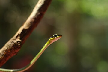 Rope snakes or slapped snakes are a group of tree snake species that are widely seen in Indonesia