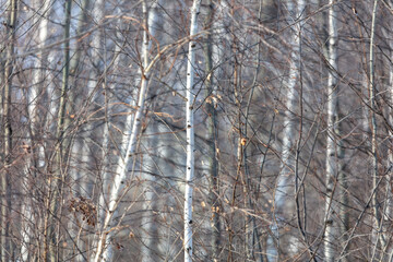 White birch trees in the forest