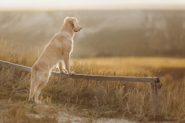 golden retriever in the field
