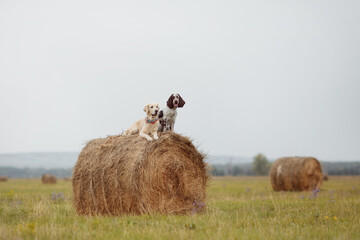 english springer spaniel and golden retriever in the field