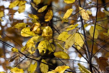 Prunus padus, bird cherry yellow autumn leaves selective focus