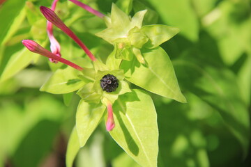 「オシロイバナ」の蕾と葉、真っ黒い種