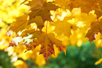 Naklejka na ściany i meble Maple leaves autumn nature background