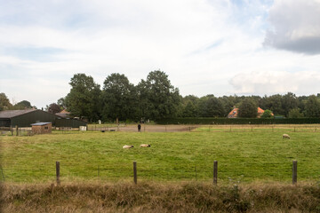 Antwerp, Belgium, a herd of cattle grazing on a dry grass field