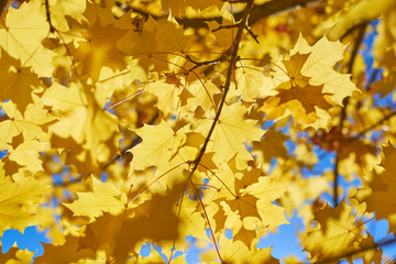 Fototapeta na wymiar Autumn leaves nature background.