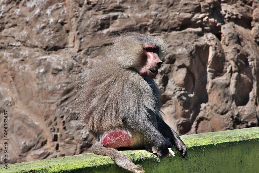 Wall mural The monkey in mountains of Saudi Arabia