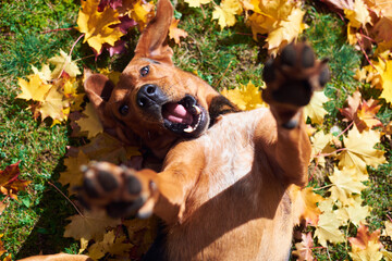 Portrait of dog pet in nature autumn.