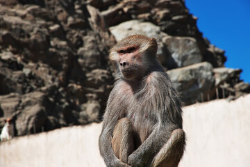 The monkey in mountains of Saudi Arabia