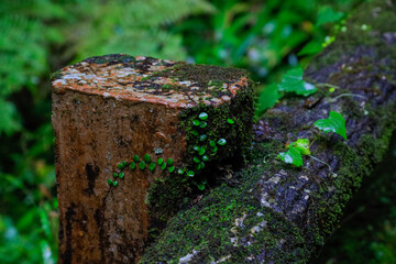 moss on tree