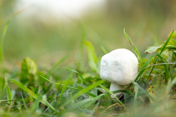 White mushroom champignon in green grass in nature.