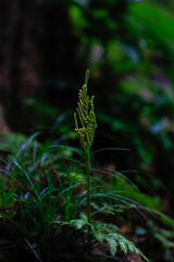 fern in the woods