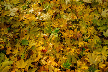 Falling autumn leafs red and orange. Autumn background	
