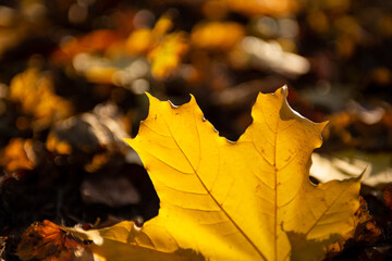 Atumumn yellow leaf. One falling leaf on the covered leafs land. Close up leaf, sunny octomber day