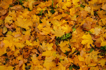 Falling autumn leafs red and orange. Autumn background	

