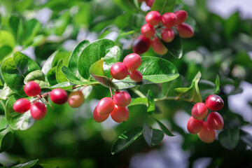 bengal currants in the garden