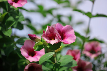 Pink flowers in the garden