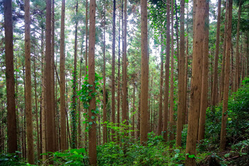 bamboo forest