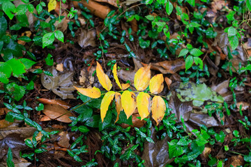autumn leaves in the forest