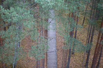 Wooden footbridge from a bird's eye view, between tree branches - Kleistu Forest, Latvia