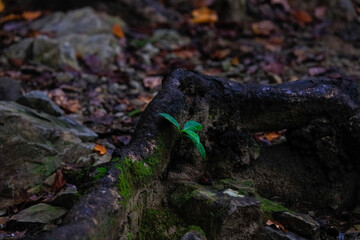 moss on the rocks