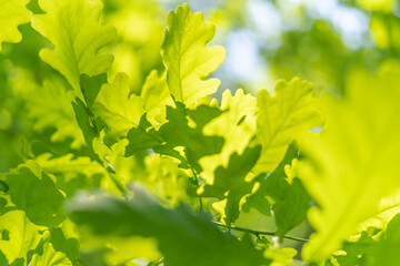 oak leaves, green spring backgroun