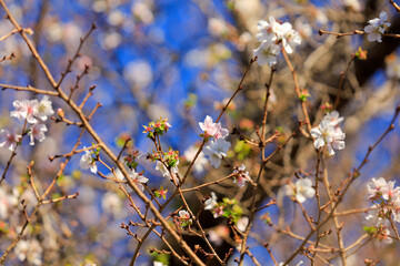 spring in the forest