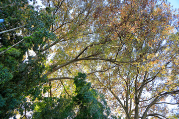 tree in spring