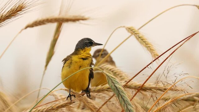 4K Western Yellow Wagtail. Motacilla Flava Is A Small Passerine In The Wagtail Family Motacillidae, Which Also Includes The Pipits And Longclaws. This Species Breeds In Much Of Temperate Europe And