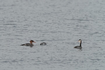 merganser and grebe in the sea