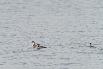 merganser and grebe in the sea
