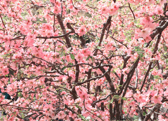 Japanese Quince flowers (Chaenomeles japonica) of pink color on sunny backdrop