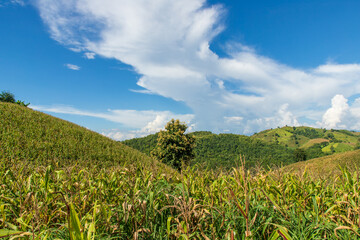 Fototapeta na wymiar corn field mountain